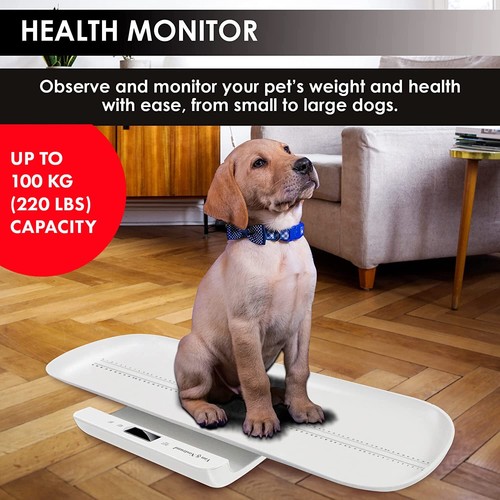 Small pet dog - small,